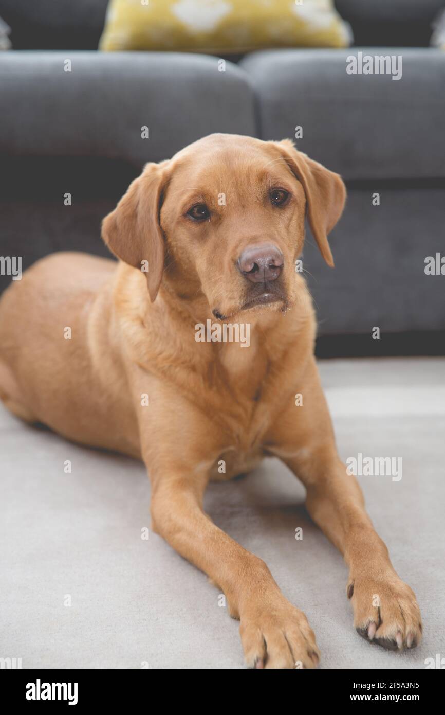 Ein hübscher Haushund Labrador Retriever Hund sieht glücklich und Entspannt in einer häuslichen Umgebung Stockfoto