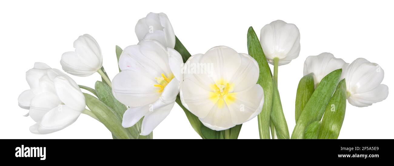 Zarte Frühling weiße Tulpenblumen mit grünen Blättern, isoliert auf weißem Hintergrund - breite Panorama floralen Rand, Poster oder Grußkarte. Vorlage Stockfoto