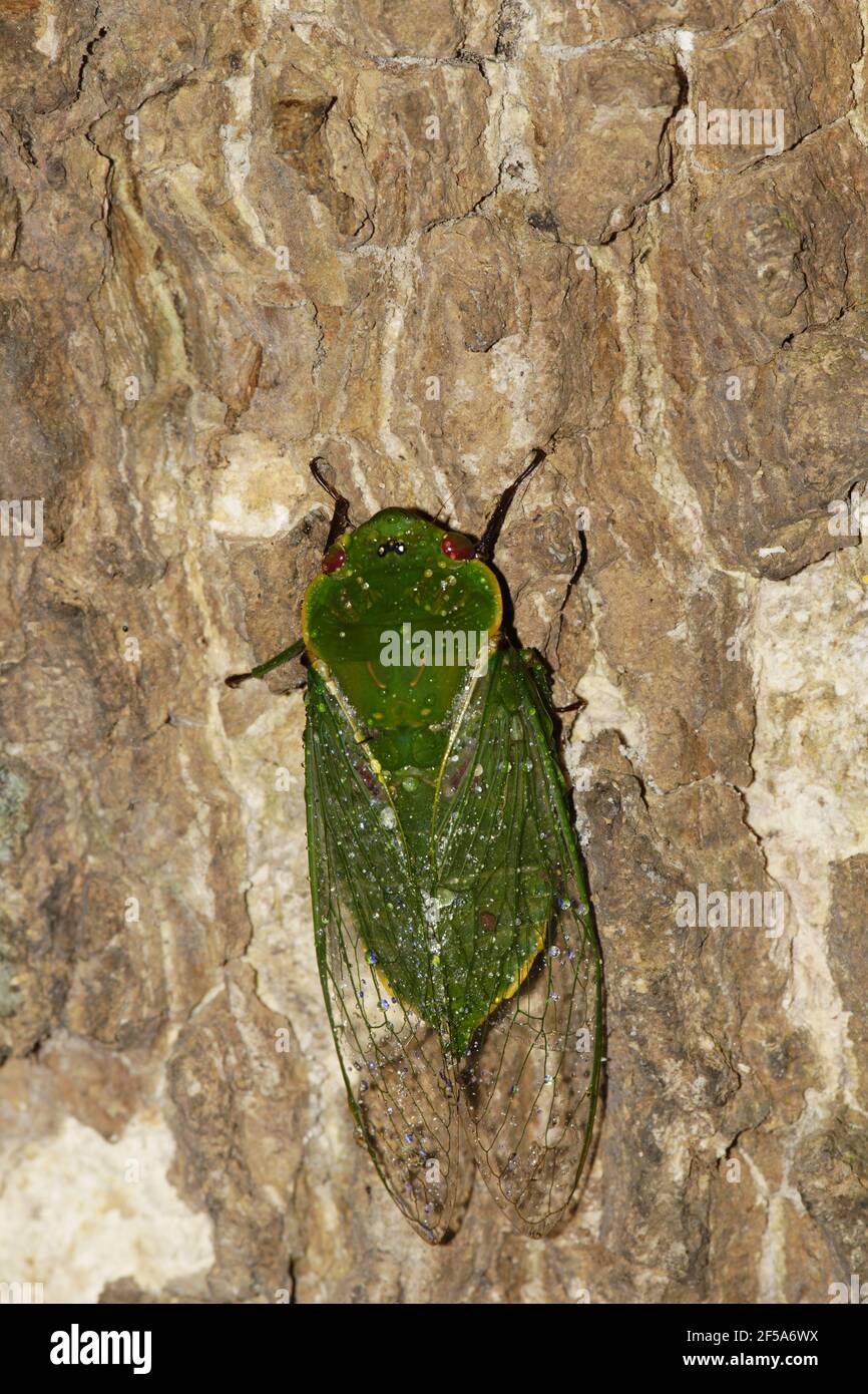 Green Grocer CicadaCyclochila australasiae Atherton Tablelands Queensland, Australien IN001038 Stockfoto