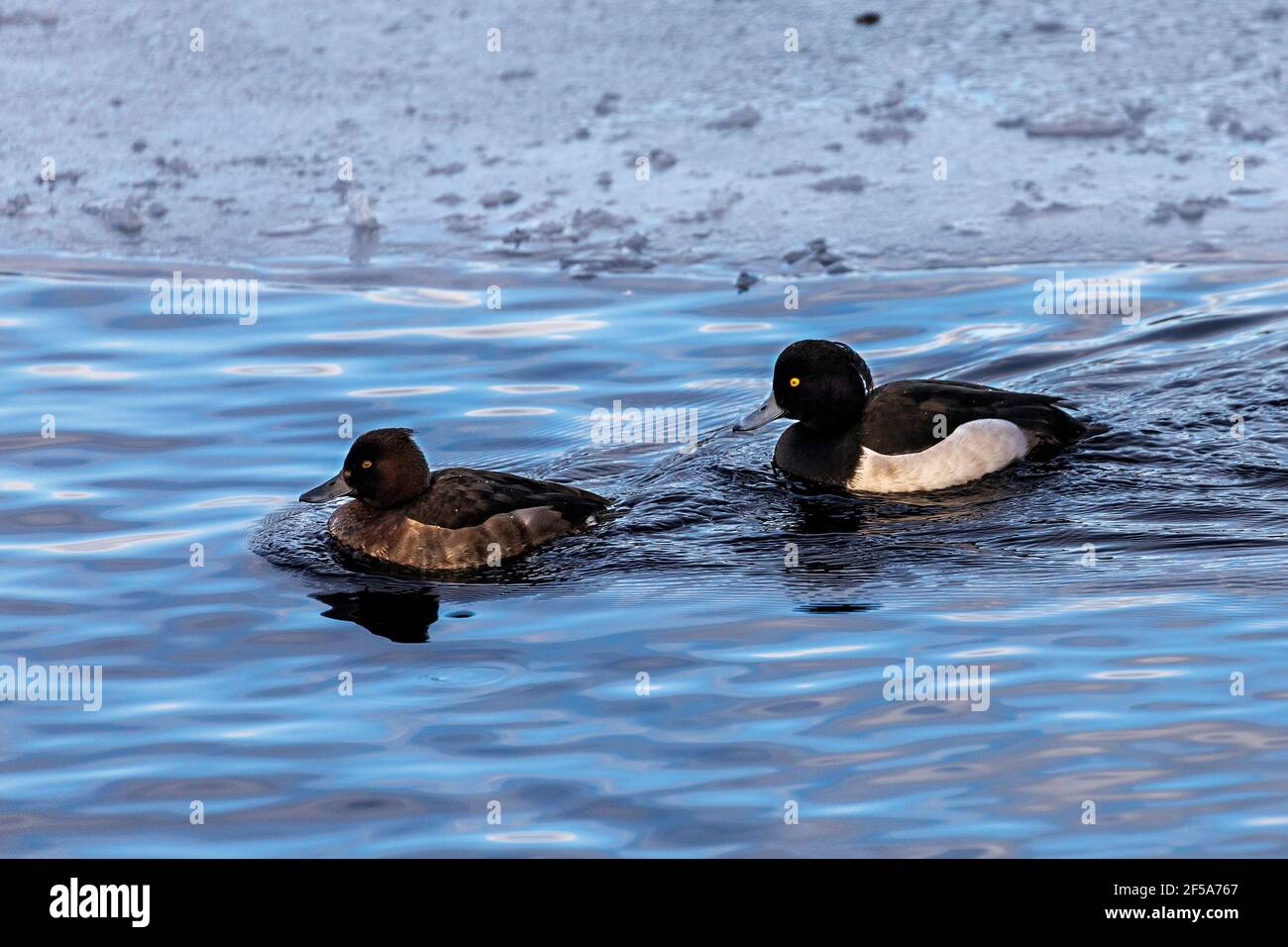 Ein getuftete Entenpaar (männlich, weiblich). Februar in Nesttun See, Bergen, Westnorwegen. Stockfoto