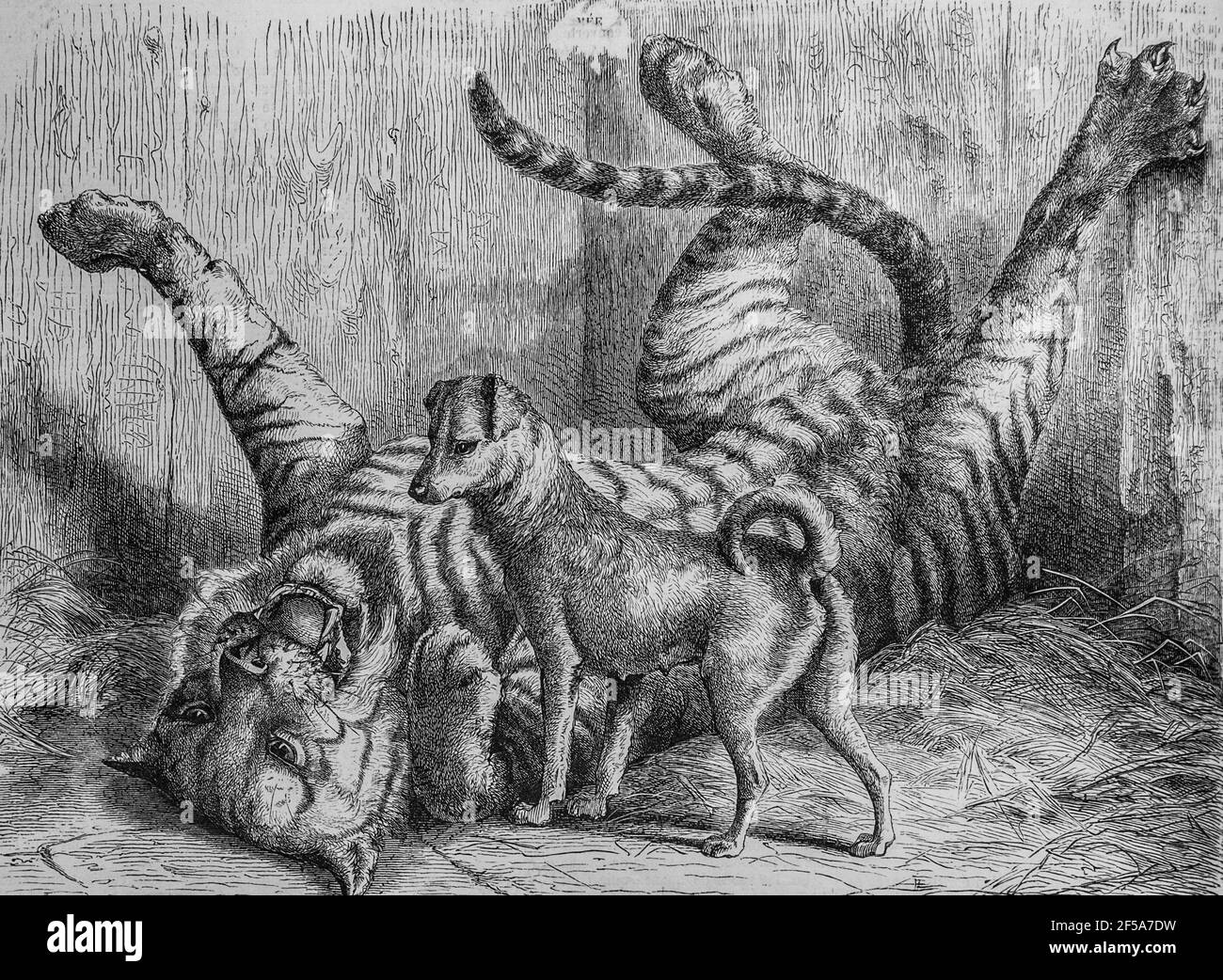 la chienne et le tigre, l'univers illustre, editeur michel Levy 1868 Stockfoto