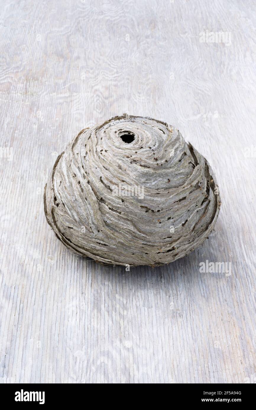 Alte Wespennest ursprünglich Hanginf von einem Holzschuppen Dach. Nach dem Aussterben der Baumwespenkolonie im Spätherbst. Stockfoto