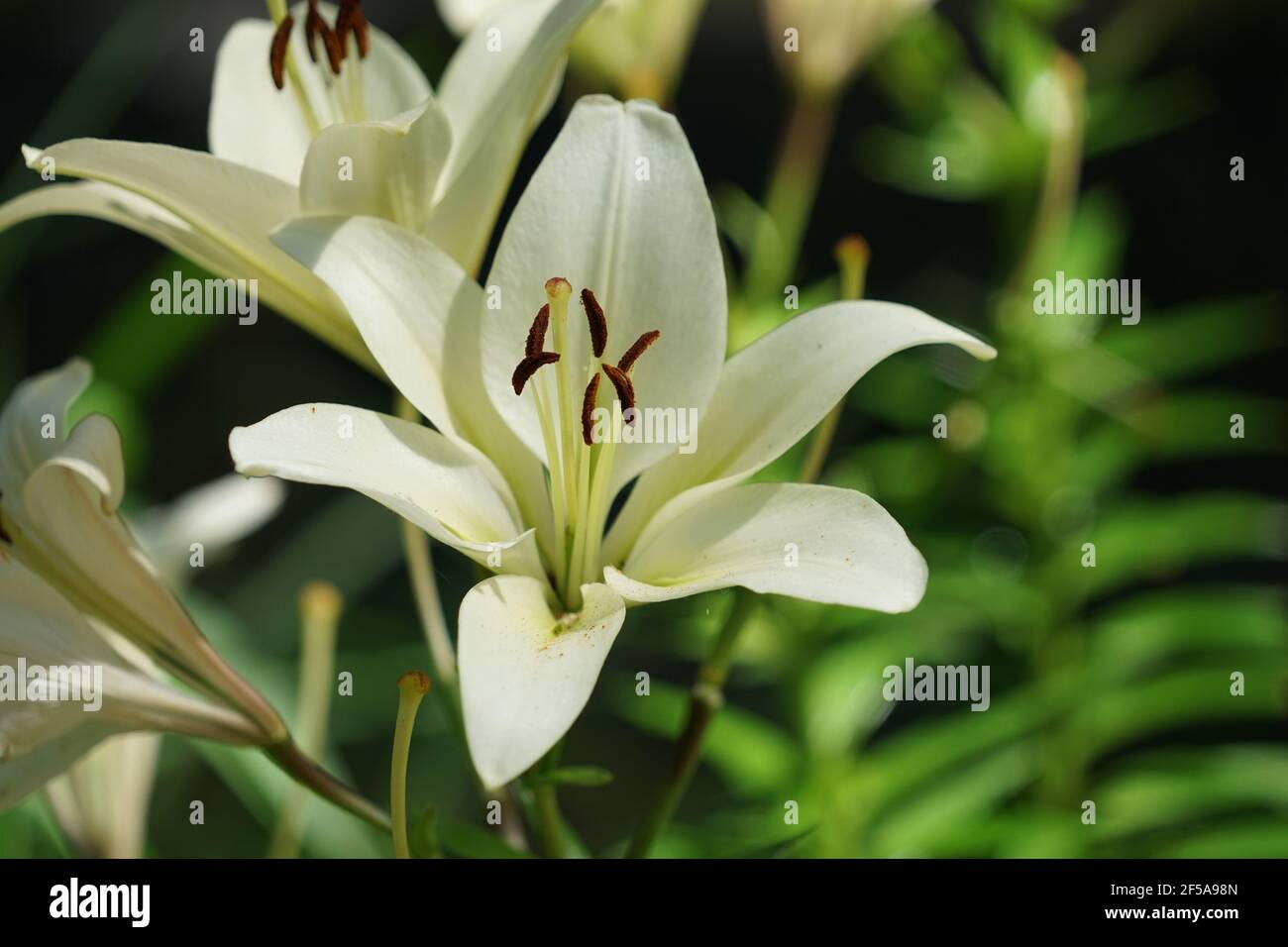 Schöne Lilie Blume auf grünen Blättern Hintergrund. Lilium longiflorum blüht im Garten. Hintergrund Textur Pflanze Feuer Lilie mit orangen Knospen. Bild Stockfoto