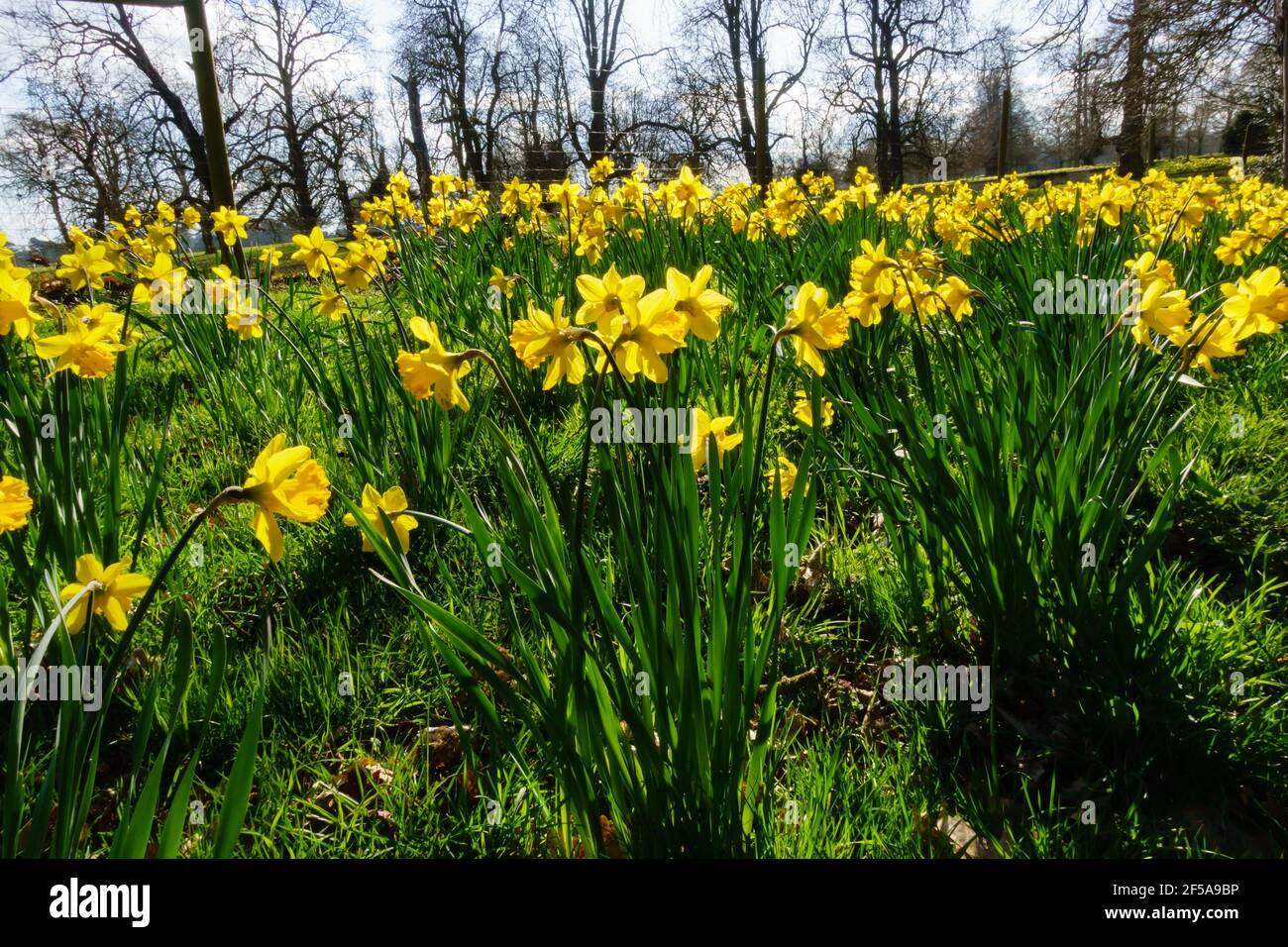 Frühling Narzissen blühen in der Sonne. England Stockfoto