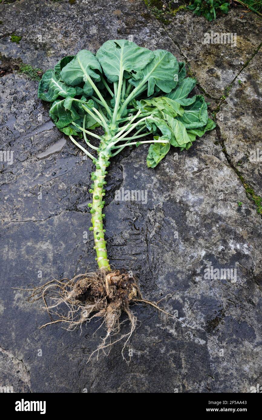 Geschwollene und verzerrte Wurzeln einer Brussel Sprout Pflanze verursacht durch Clubroot, Plasmodiophora brassicae Mastigomycotina, eine Pilzerkrankung von Kohl. Stockfoto