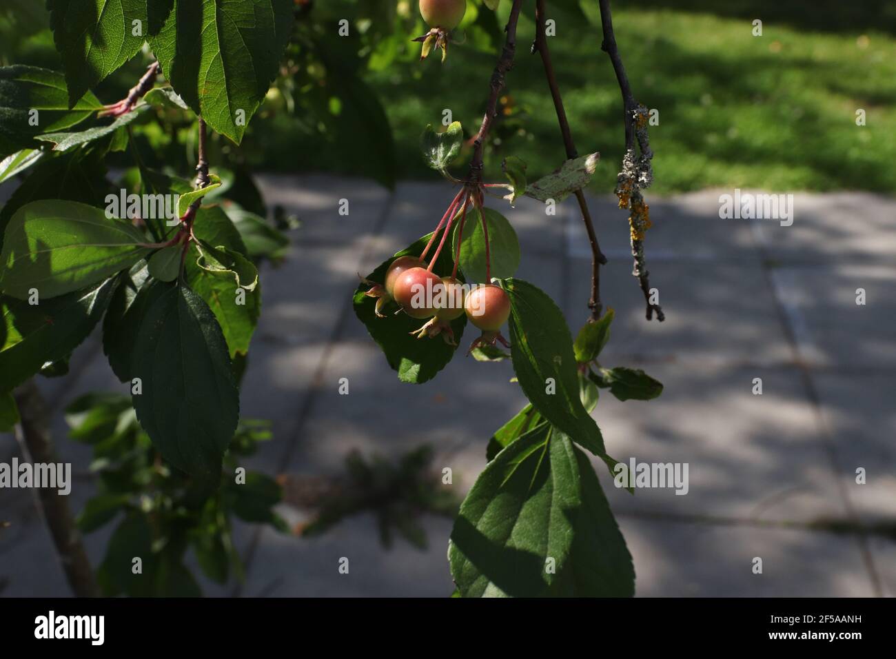 Wilde Hagebutten am Busch Stockfoto