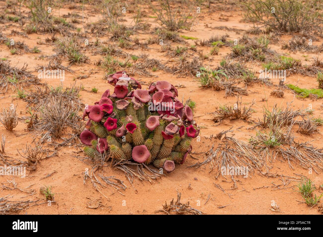 Rot blühender hoodia Kaktus im Namib Naukluft National Park, Namibia Stockfoto