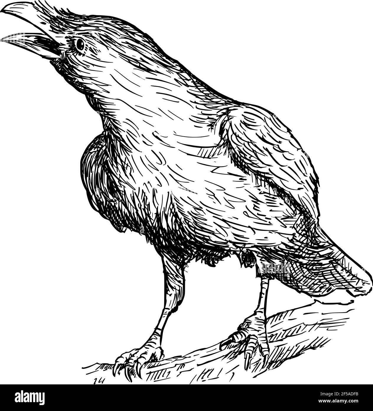 Schwarzer Ravenvogel. Vektorzeichnung oder Illustration Stock Vektor
