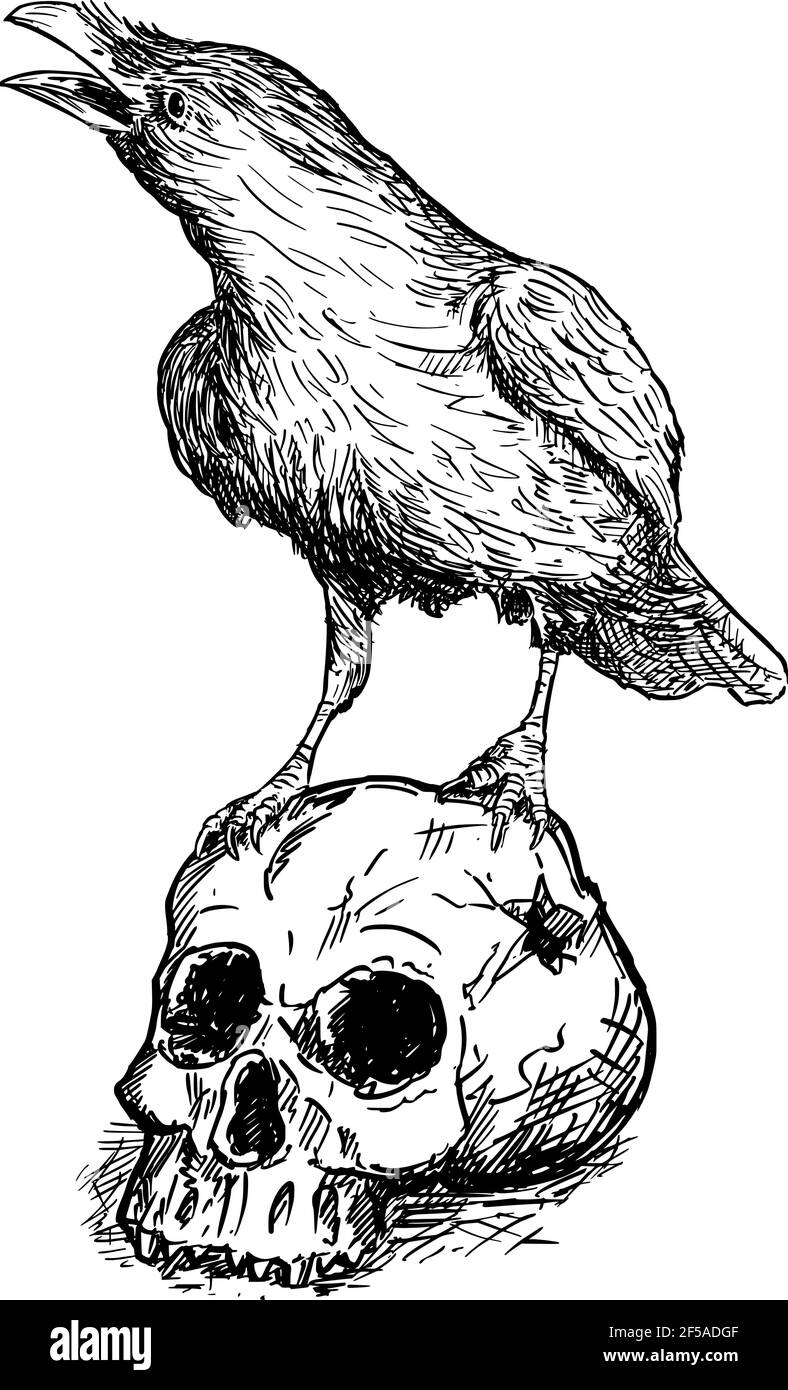 Schwarzer gemeiner Rabenvogel, der auf dem menschlichen Schädel steht. Vektorzeichnung oder Illustration Stock Vektor