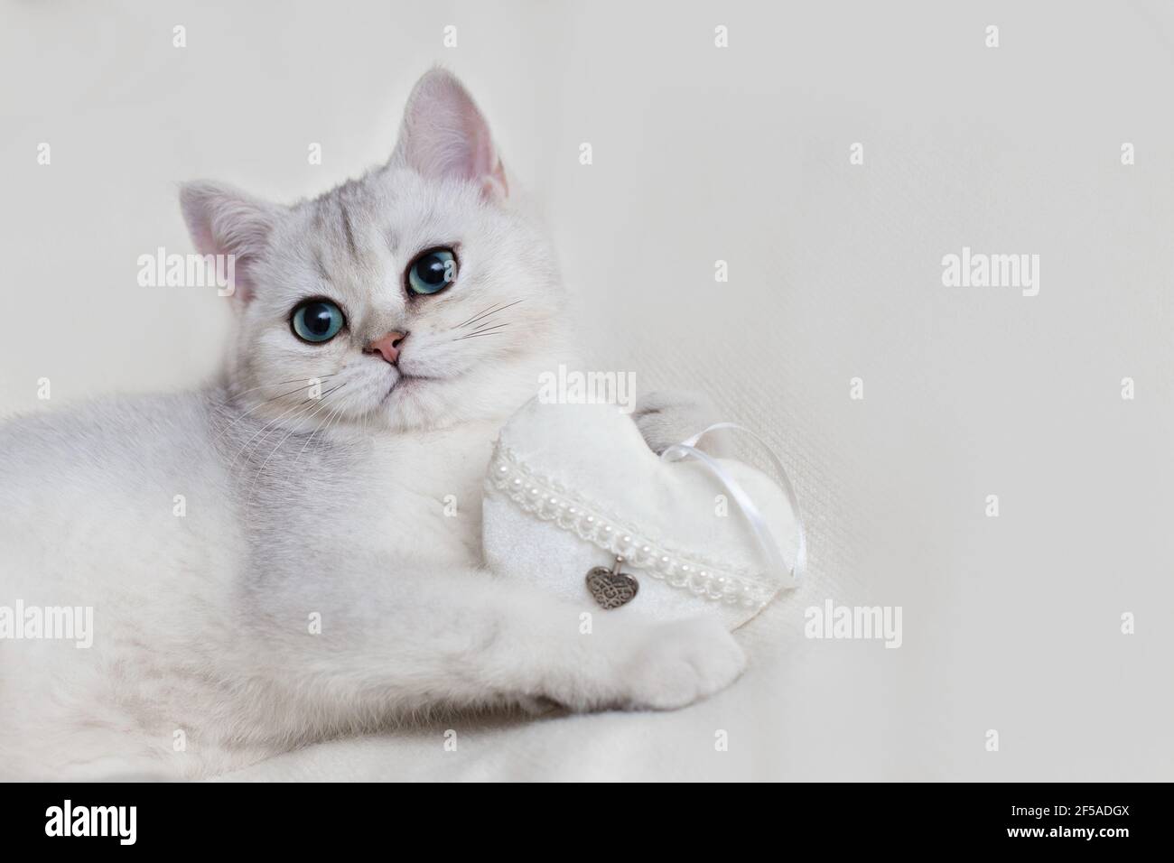 Süßes weißes britisches Kätzchen auf einer weißen Strickdecke, mit einem weißen Textilherz, hält in seinen Pfoten Stockfoto