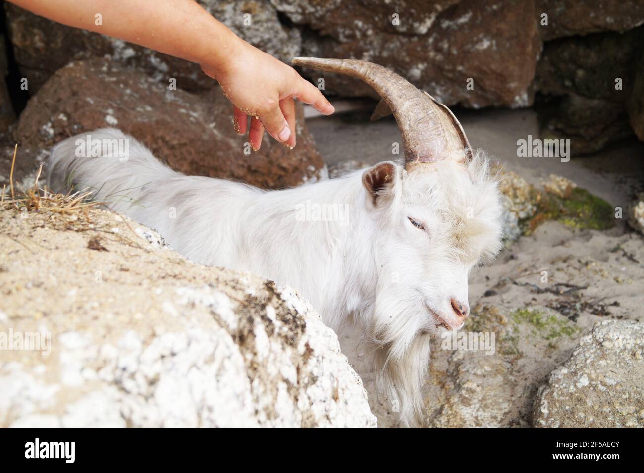Tier Ziege in Felsen verloren, Mann rettet Ziege Stockfoto