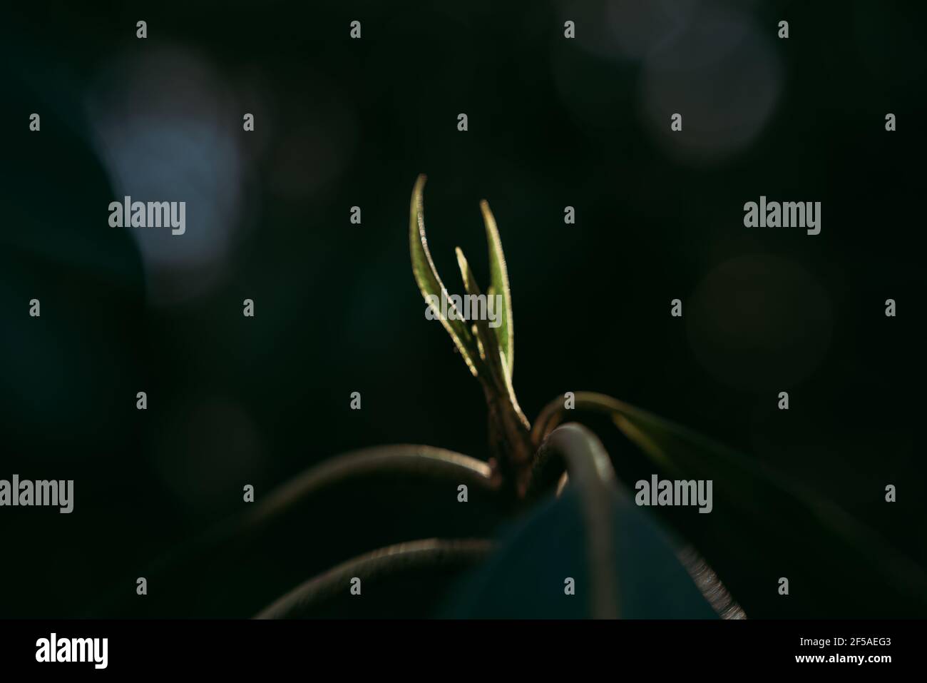 Scharfe Linien grüne Pflanze kreative verwischen Lichtstrahlen mit dunklen Hintergrund Stockfoto
