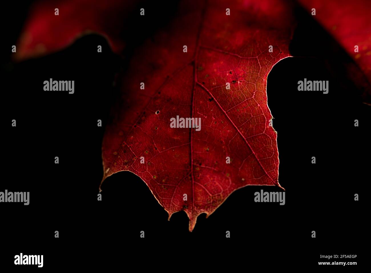 Nahaufnahme einzelnes rotes Herbstblatt mit dunklem Hintergrund Stockfoto