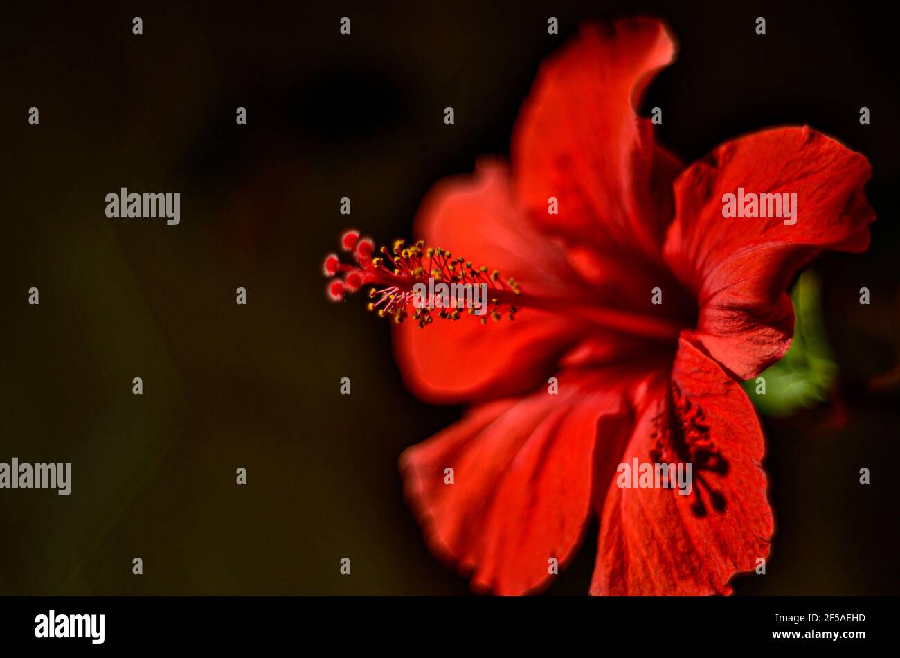 ???????? ????????? ? ????? ?? ?????? ????,??????? ???? Stockfoto