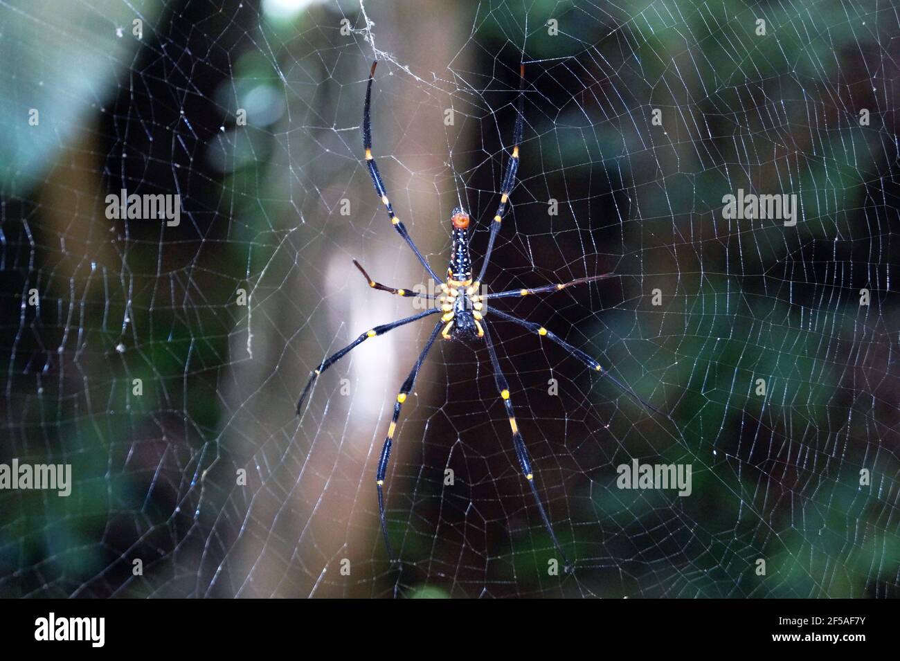 Eine schwarz-gelbe Spinne webt ein Netz auf dem Reben in der jungl Stockfoto
