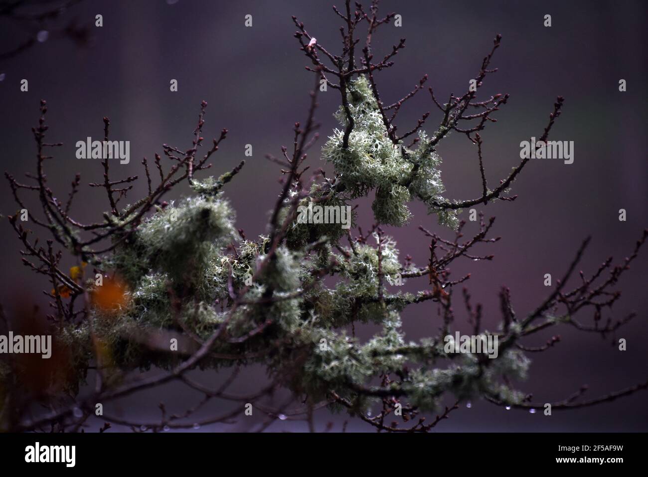 Flechten auf einem Zweig an einem kalten Dezembertag in Surrey Stockfoto