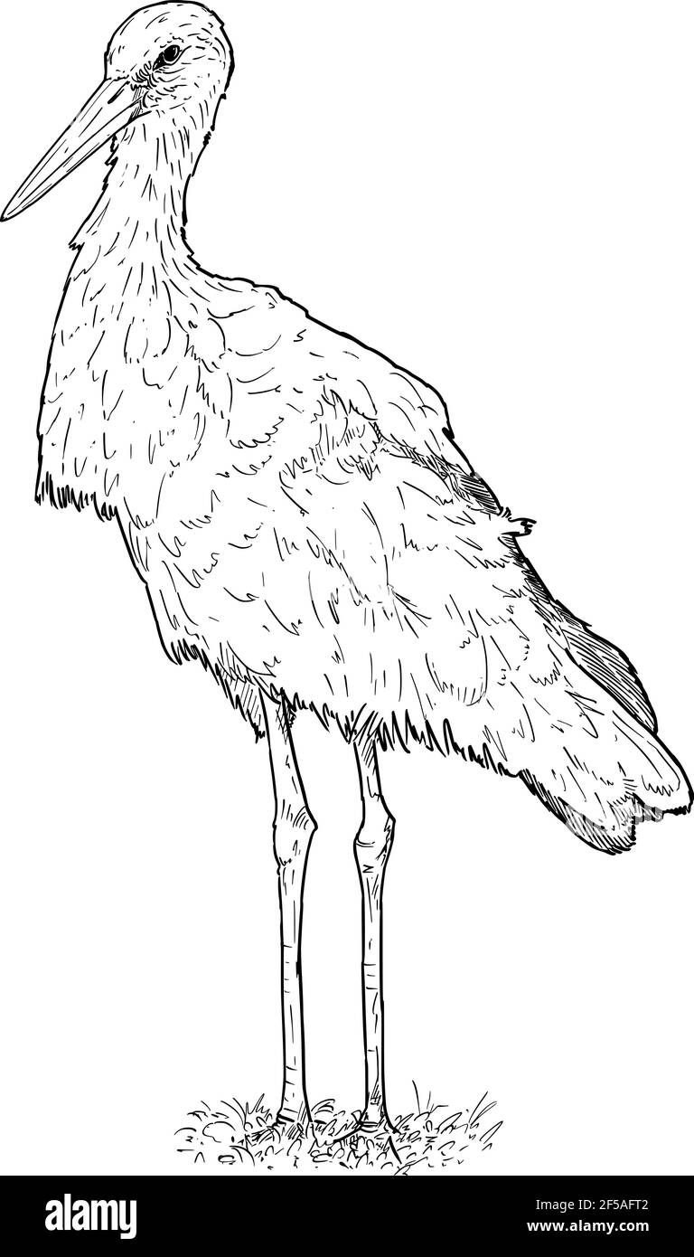 Weißer Storchvogel Stehend. Vektorzeichnung oder Illustration Stock Vektor