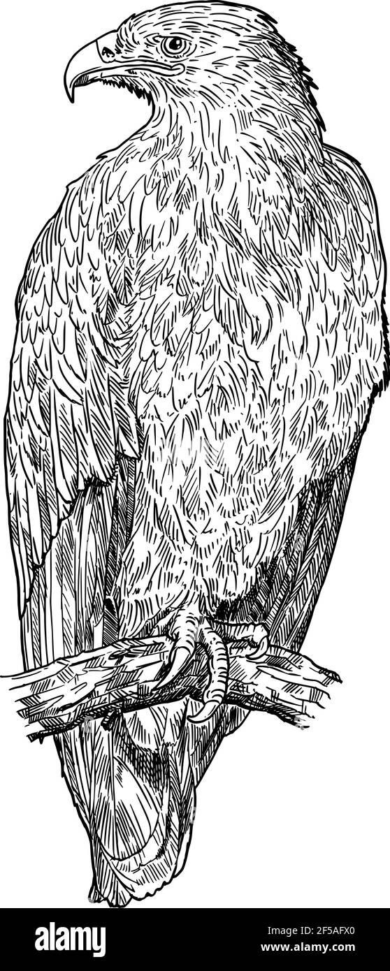 Steppenadler Vogel. Vektorzeichnung oder Illustration Stock Vektor