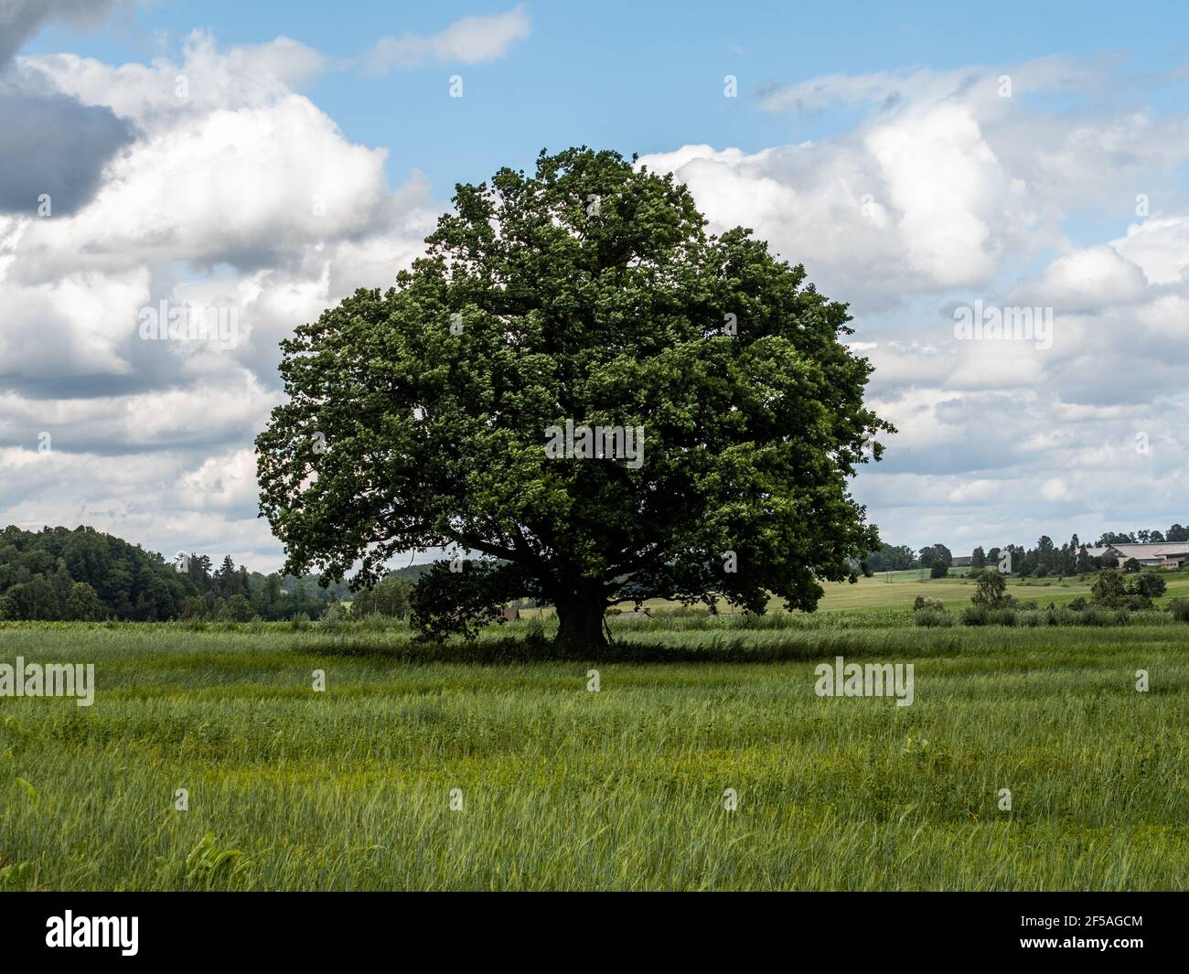 Die mächtige Eiche in der Mitte der Wiese Stockfoto