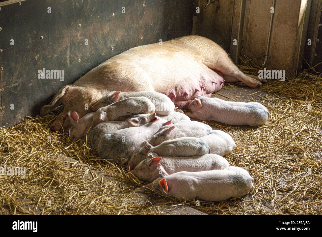 Schlafen Ferkel Stockfoto