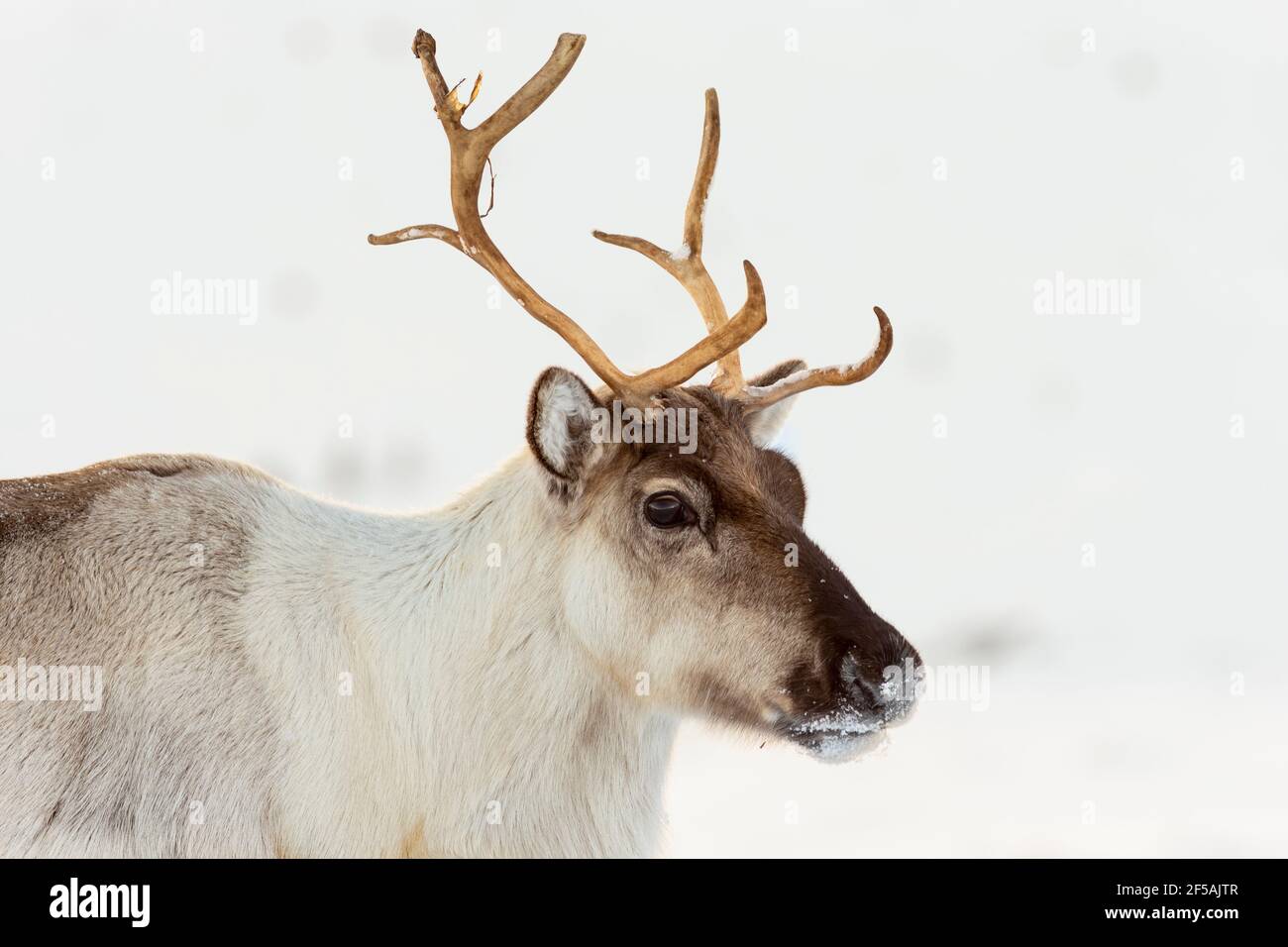 Rentier (Rangifer tarandus), Cairngorms National Park, Schottland, Großbritannien Stockfoto