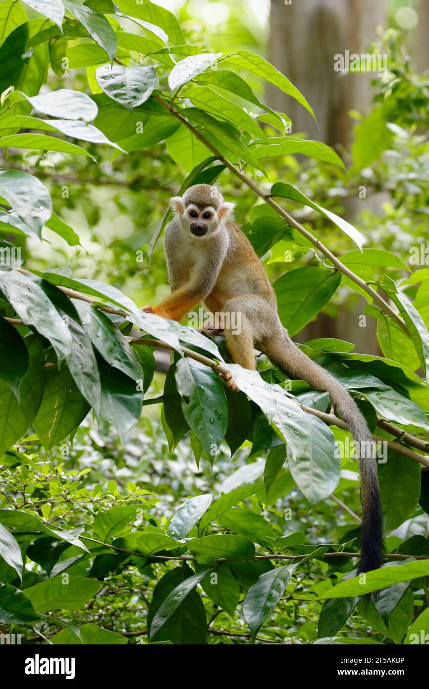 Eichhörnchen MonkeySaimiri sciureus Singapur Zoo MA003497 Stockfoto