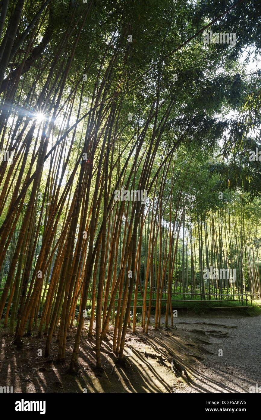 Die Bambusbäume im botanischen Garten von Sukhum, Abchasien. Juli 2018. Stockfoto