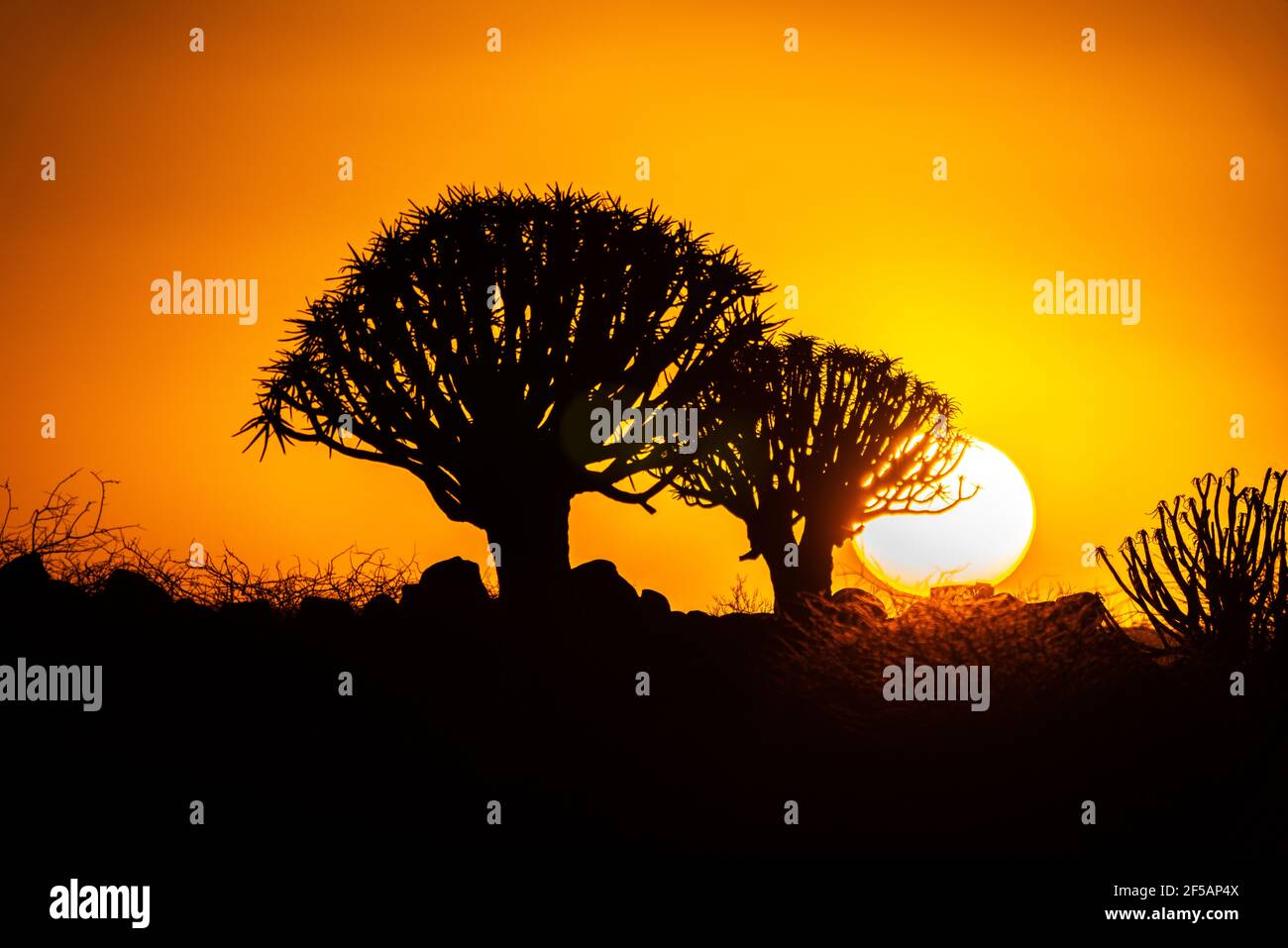 Quivertree vor der aufgehenden Sonne in Namibia Stockfoto