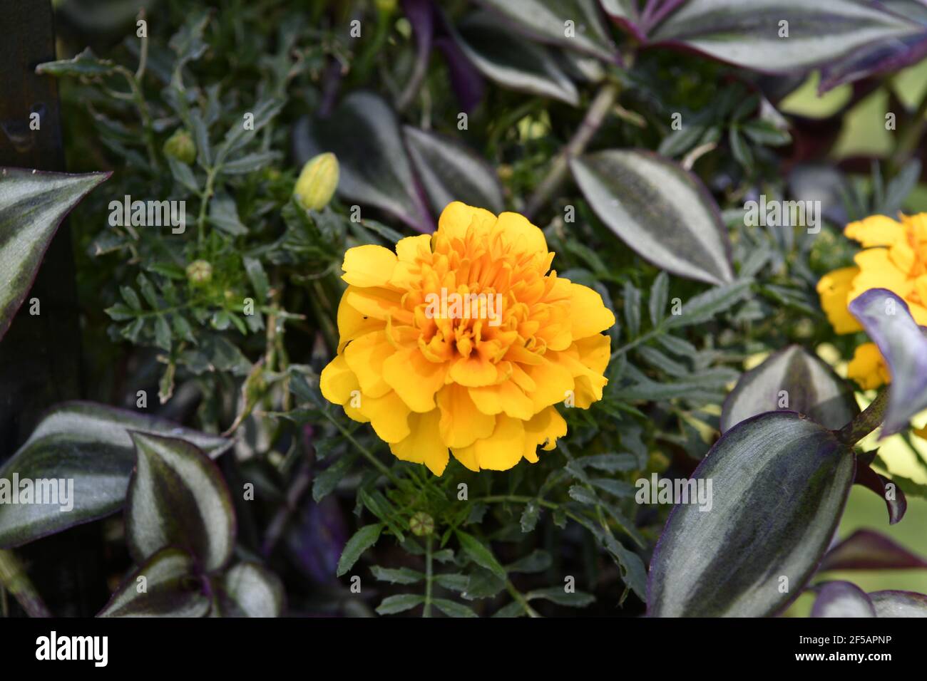 Tagetes (Tagetes Erecta, mexikanische Ringelblume, aztekische Ringelblume, afrikanische Ringelblume) Stockfoto