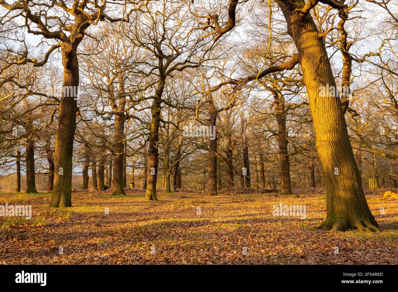Eichen im Richmond Park, London, Vereinigtes Königreich Stockfoto