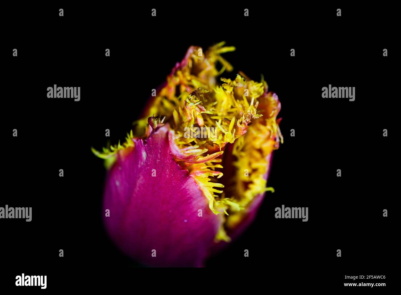 Erstaunliche 'Flaming Papagei' Tulpe, florale Tapete Stockfoto