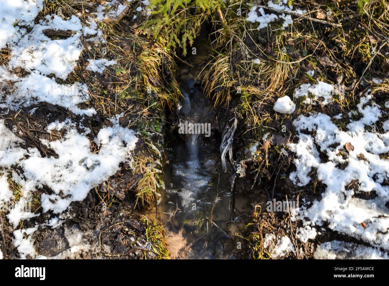 Kleine Quelle im Wald in einem moosigen Ort mit geschmolzenem Schnee und Moos herum. Nahaufnahme Makrofotografie Stockfoto