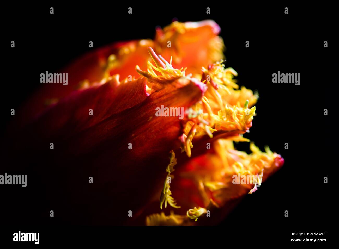 Erstaunliche 'Flaming Papagei' Tulpe, florale Tapete Stockfoto