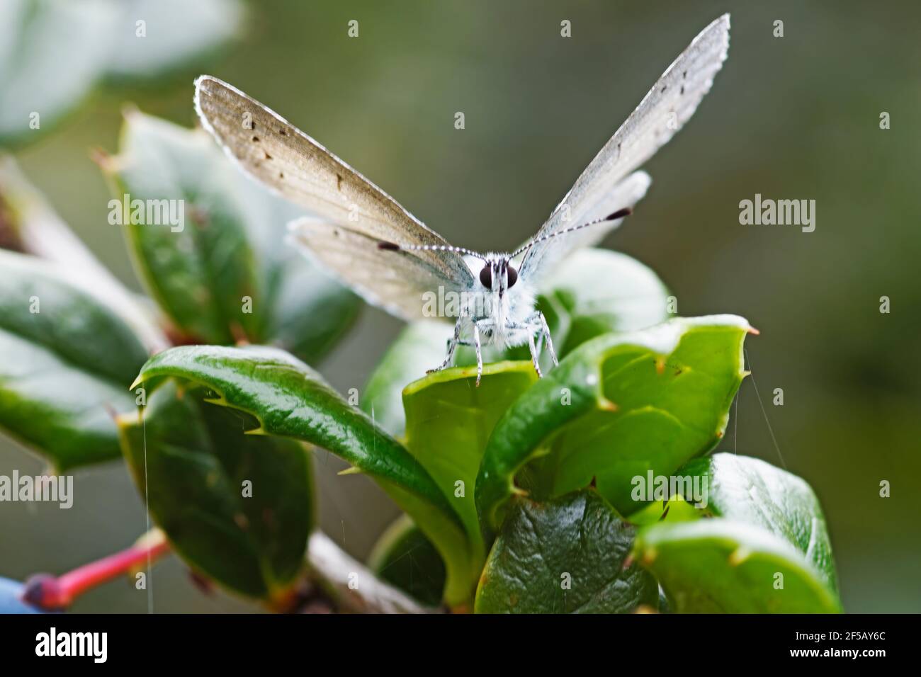 Holly Blue ButterflyCelastrina argiolus Essex, Großbritannien IN001093 Stockfoto