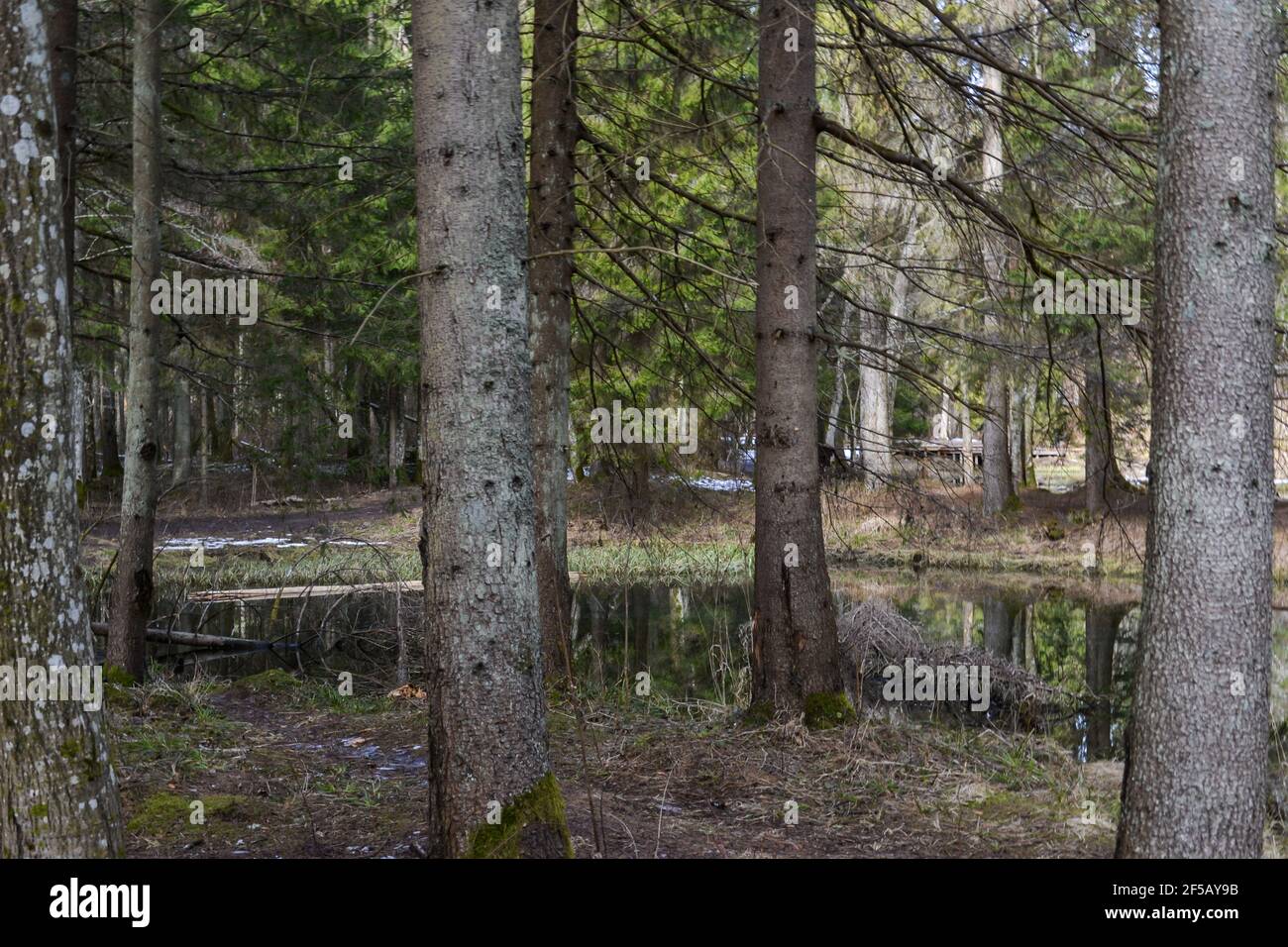 Ein leerer Wald mit ausgeprägten Baumstämmen durch einen Waldfluss mit perfekt reflektierendem Wasser. Frühlingslandschaft Stockfoto