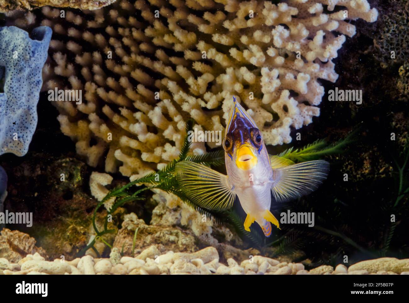 Der Königliche Engelfisch (Pygopliten diacanthus), oder königlicher Engelfisch, ist eine Art von marinen Rochenflossen-Fischen, Stockfoto Der Königliche Engelfisch (Pygopliten diacanthus), oder königlicher Engelfisch, ist eine Art von marinen Rochenflossen-Fischen, Stockfoto