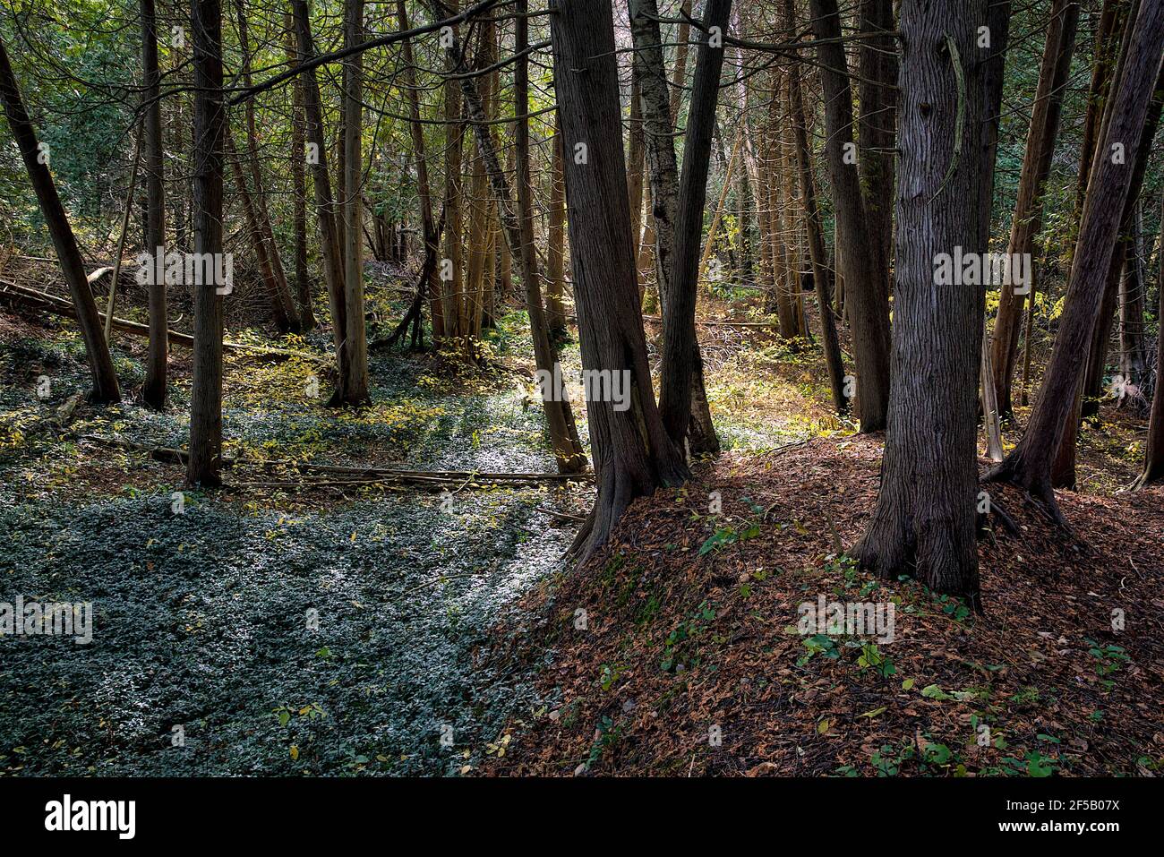 Herbstwald in Kanada mit Licht und Schatten Stockfoto