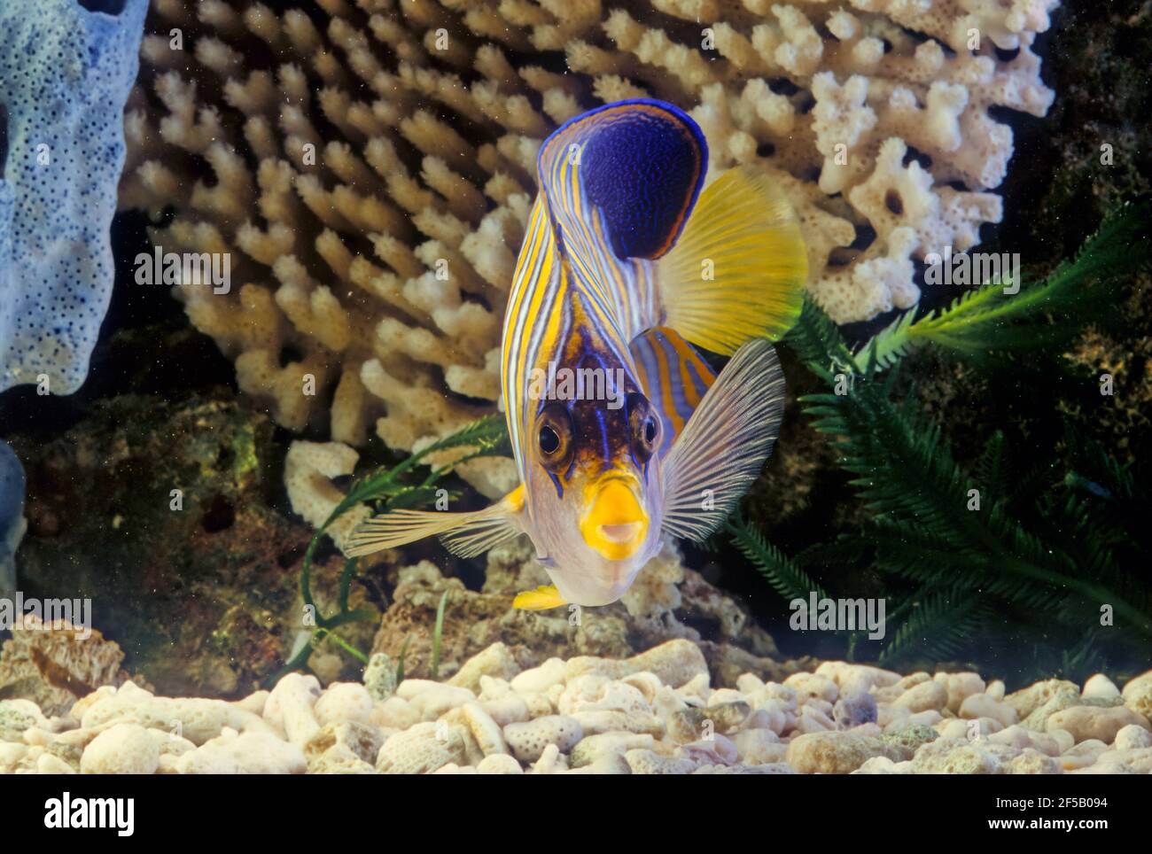 Der Königliche Engelfisch (Pygopliten diacanthus), oder königlicher Engelfisch, ist eine Art von marinen Rochenflossen-Fischen, Stockfoto Der Königliche Engelfisch (Pygopliten diacanthus), oder königlicher Engelfisch, ist eine Art von marinen Rochenflossen-Fischen, Stockfoto
