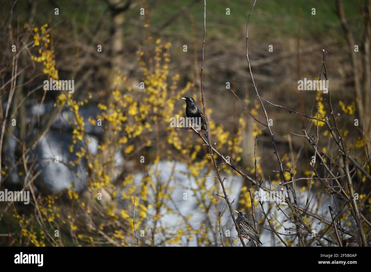 Ein Starling (männlich), stolz auf einem Ast sitzend Stockfoto
