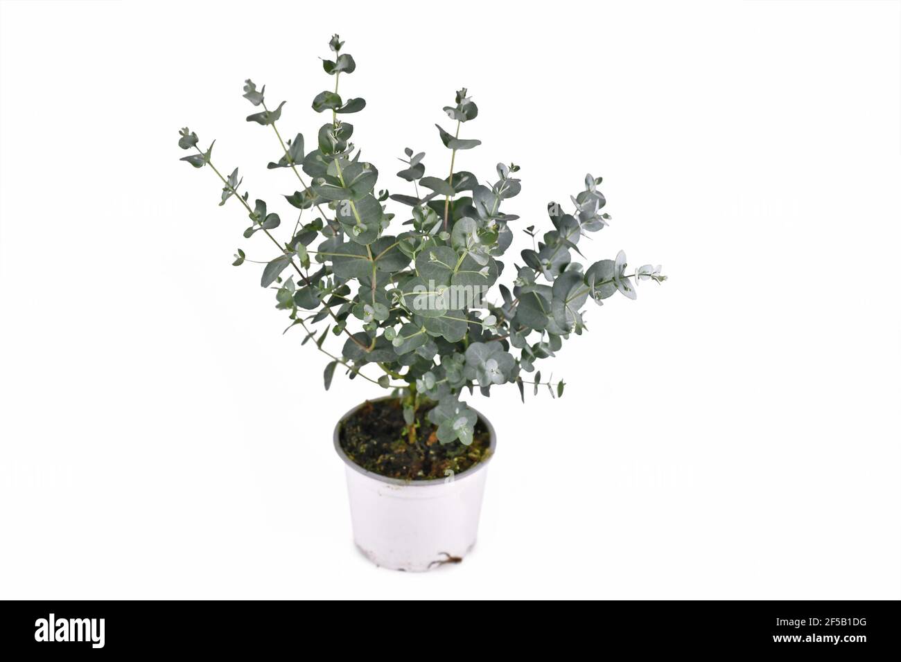 Kleine Eukalyptuspflanze in Blumentopf isoliert auf weißem Hintergrund Stockfoto