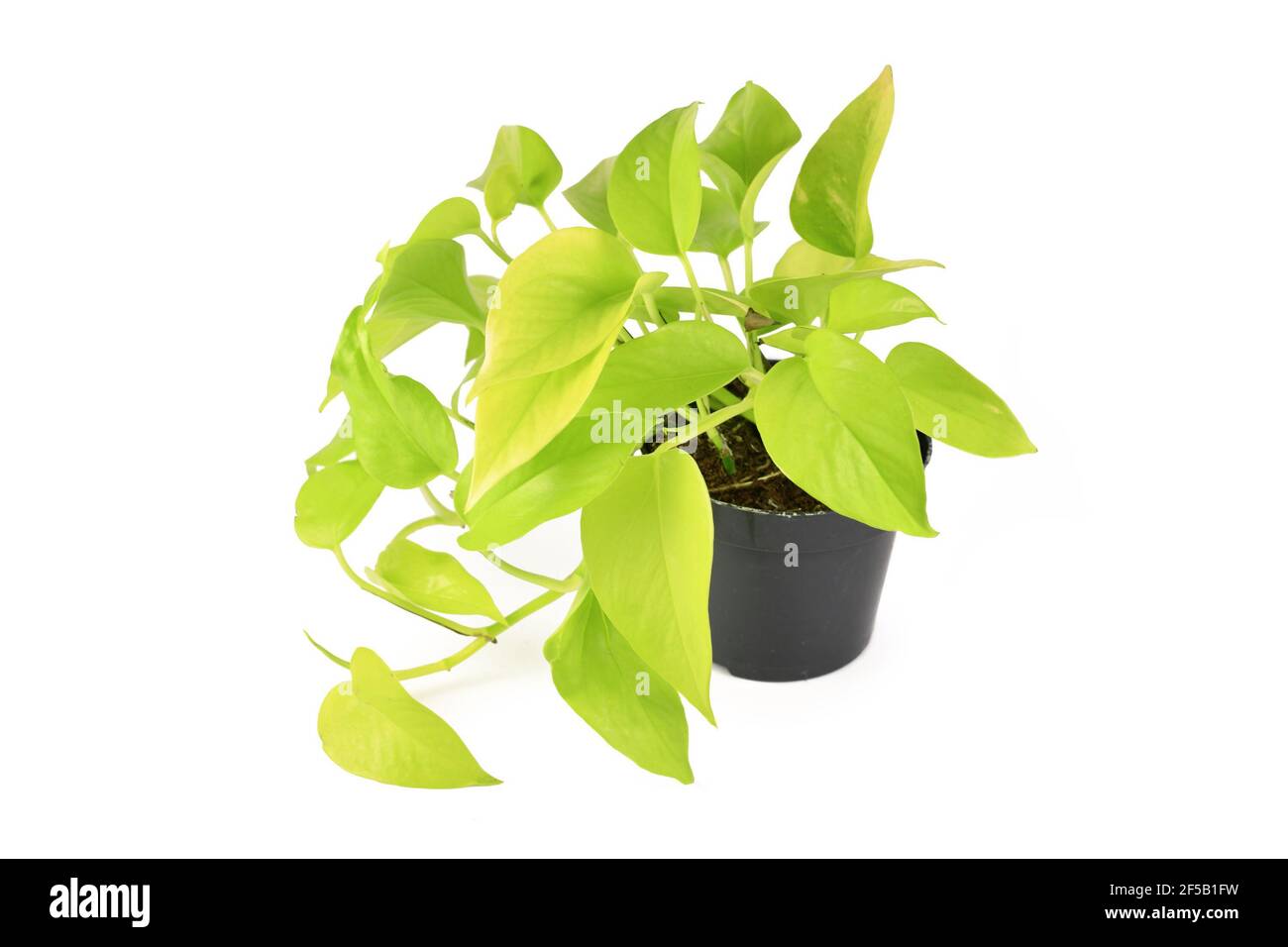 Tropische 'Eipremnum Aureum Neon' Zimmerpflanze in Blumentopf isoliert auf Weißer Hintergrund Stockfoto