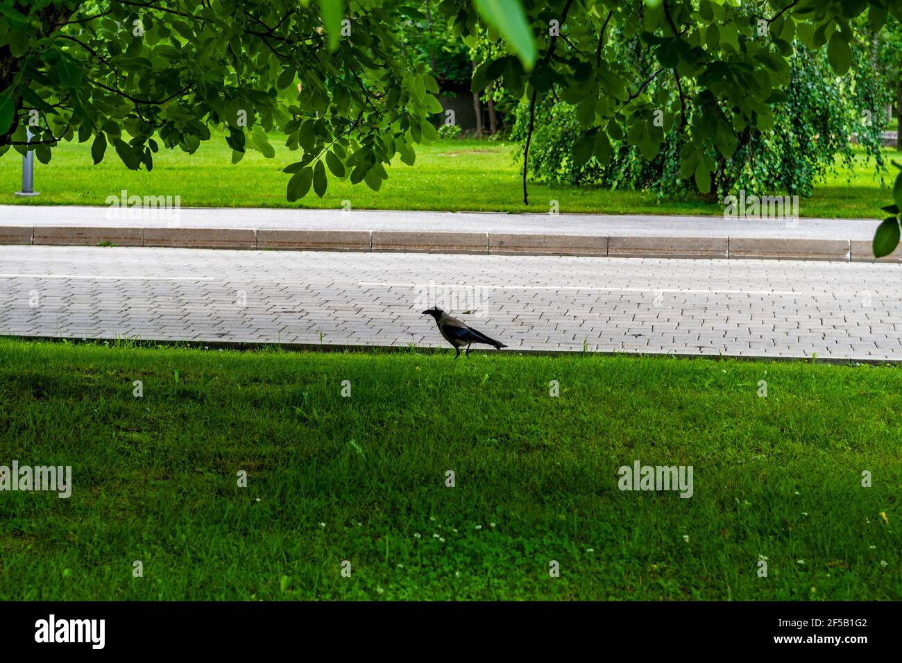 Grau und schwarz Kapuzenkrähen Vogel sitzt auf einem Eisen Draht auf grün verschwommenem Hintergrund - Krähe Nahaufnahme Stockfoto