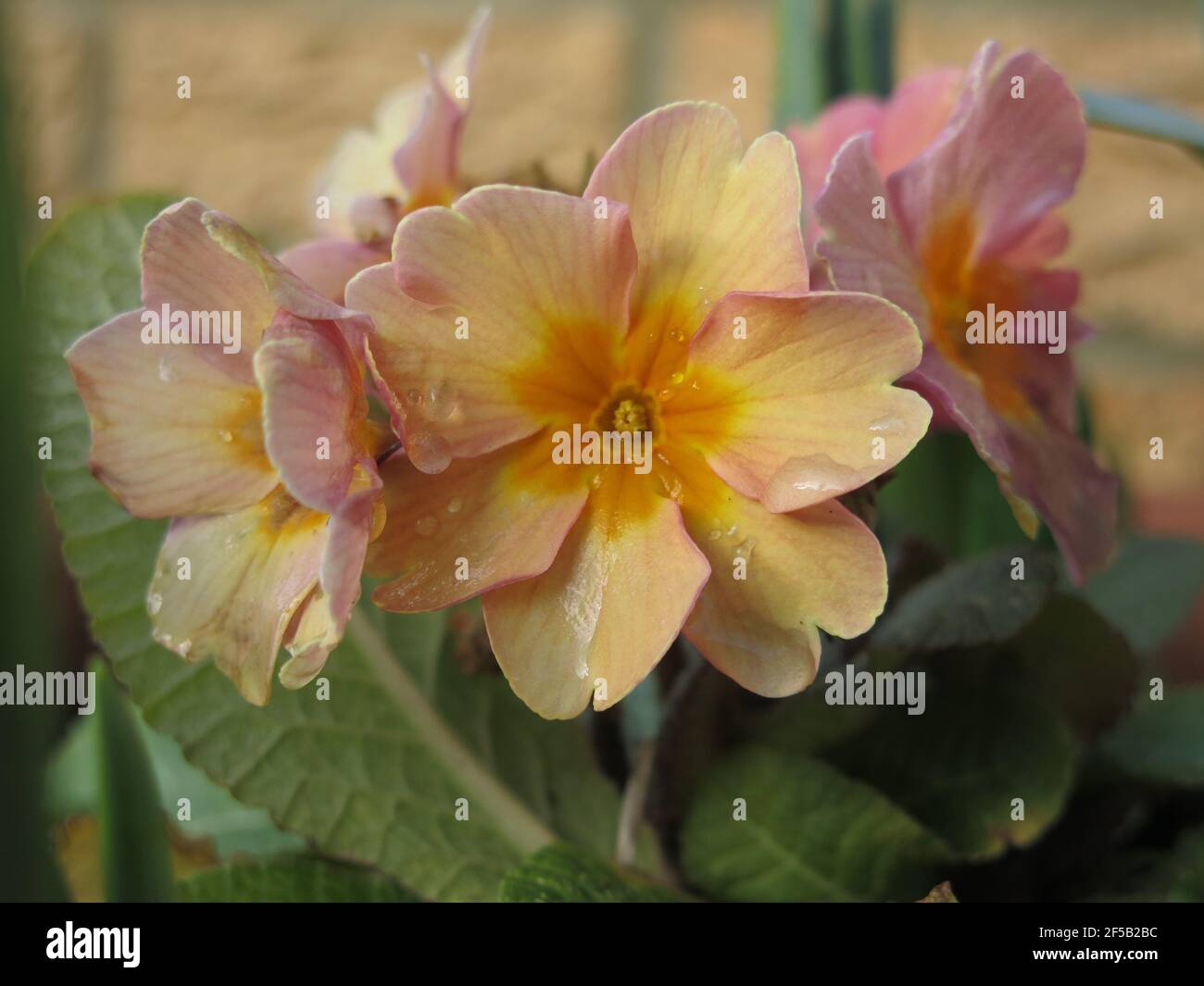 Nahaufnahme des Polyanthus 'Stella Buck's Fizz' mit seinen Frühlingsblumen in warmen Rosa-, Gelb- und Aprikosentönen; für die Vorderseite eines Umrands oder Topfes. Stockfoto