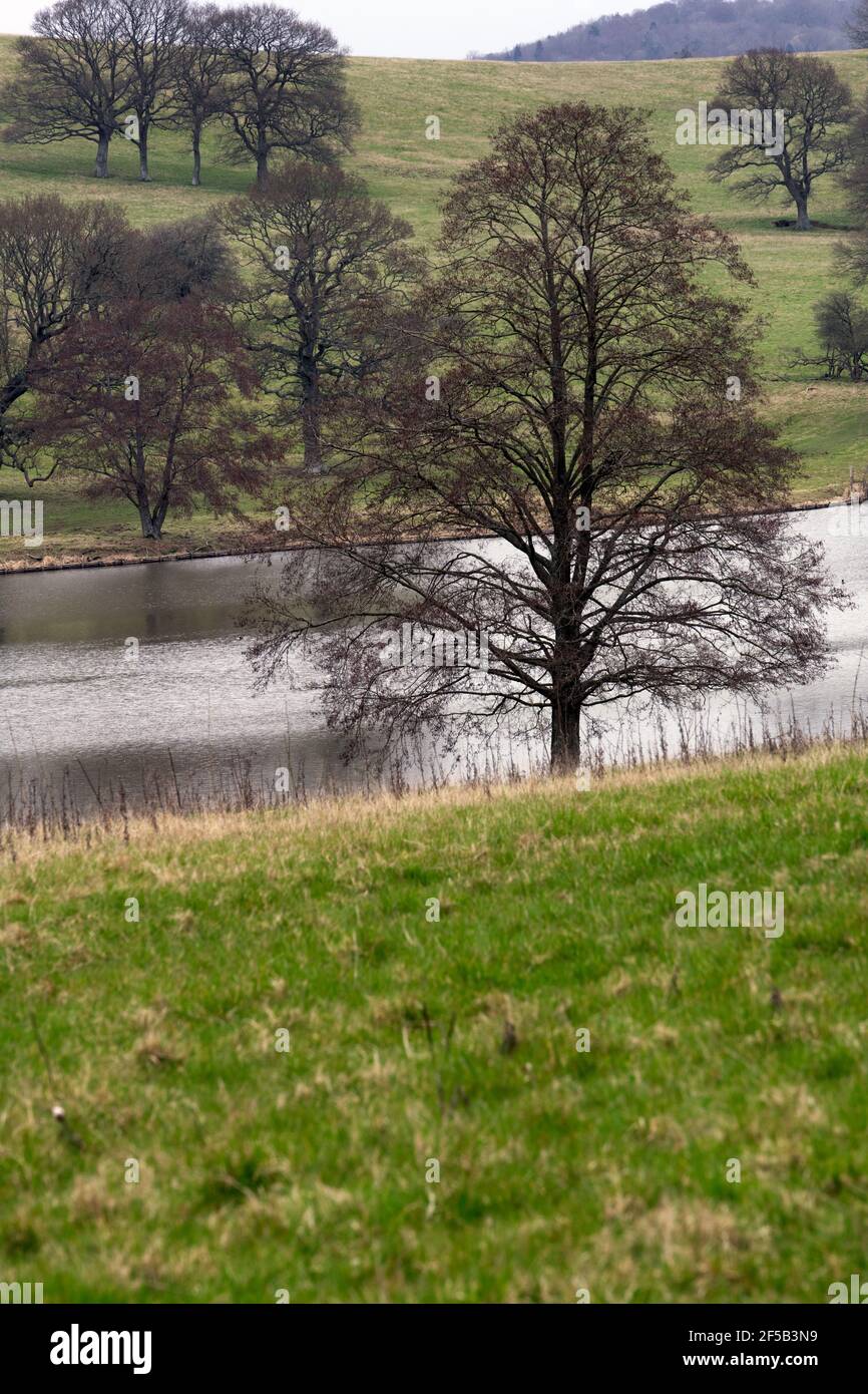 Wunderschöne Bäume liegen an einem See in der Nähe von Wadhurst, Südostengland, im sehr frühen Frühjahr Stockfoto
