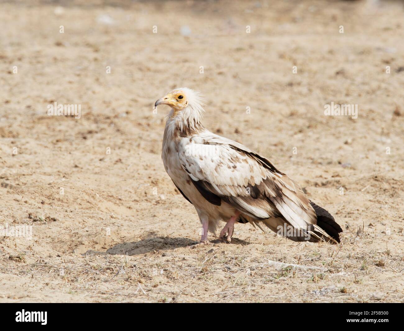 Ägyptischer Geier Neophron percnopterus Rajasthan, Indien BI031980 Stockfoto