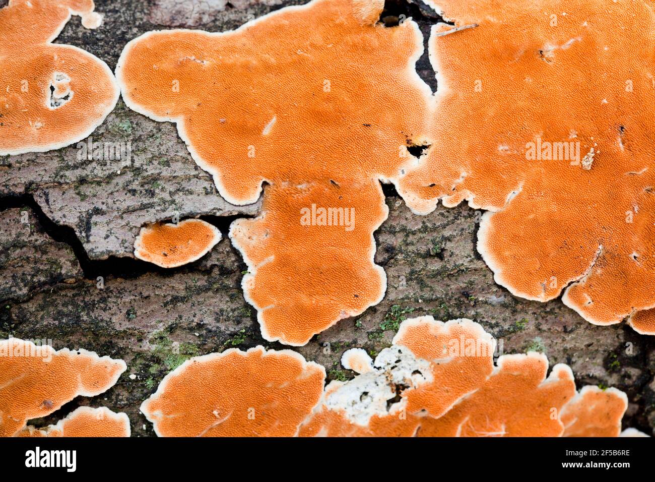 Stecherinum Zahnpilz auf Baumrinde - USA Stockfoto