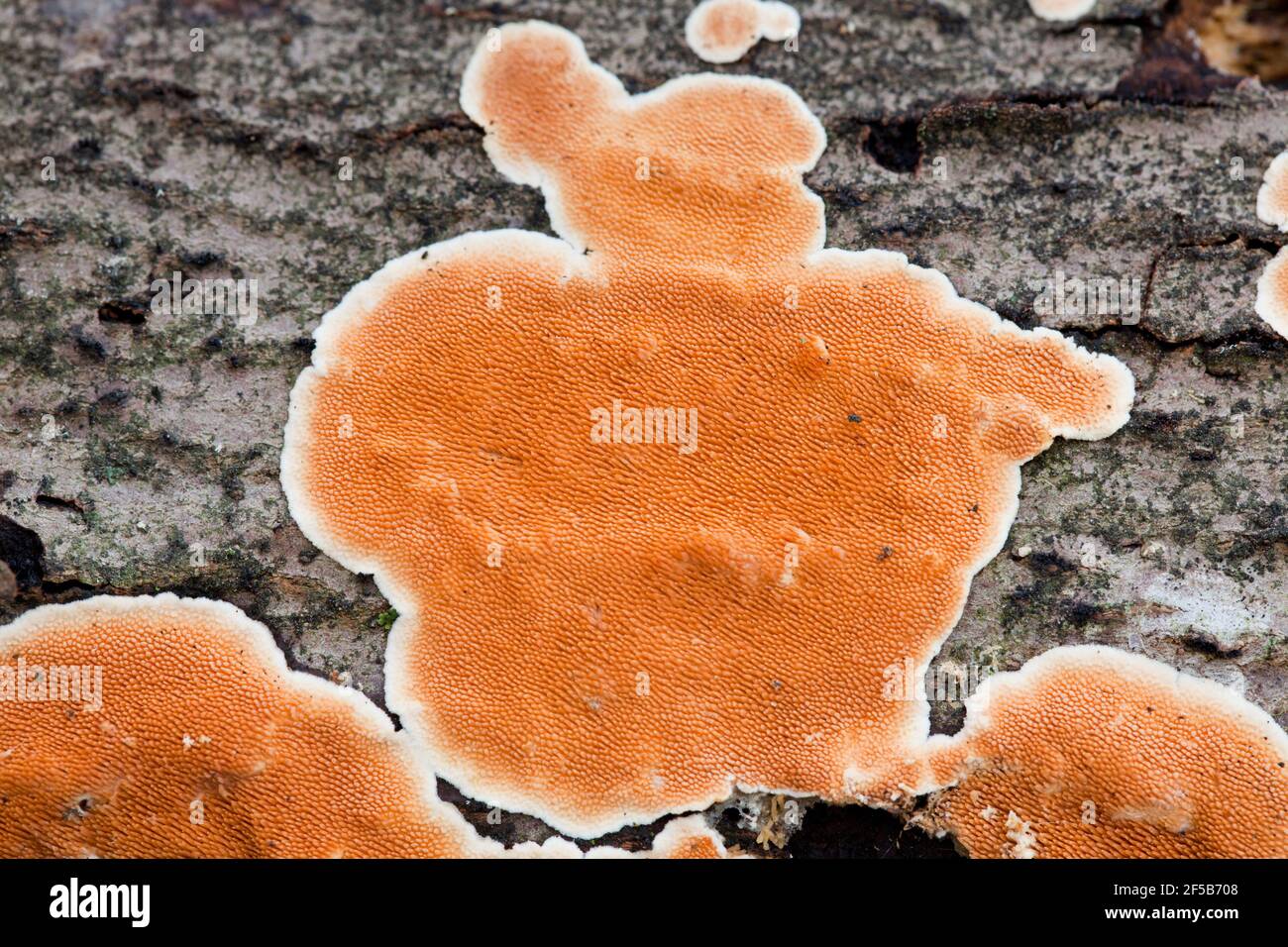 Stecherinum Zahnpilz auf Baumrinde - USA Stockfoto