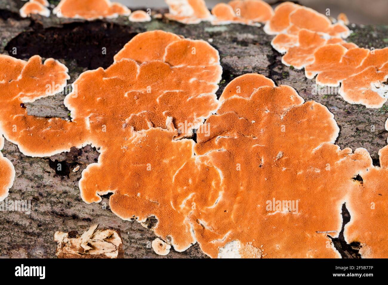 Stecherinum Zahnpilz auf Baumrinde - USA Stockfoto