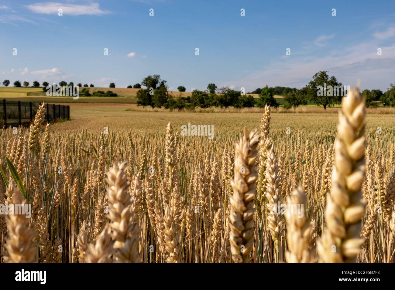 Weizenfeld und Bäume gegen blauen Himmel im Sommer Stockfoto