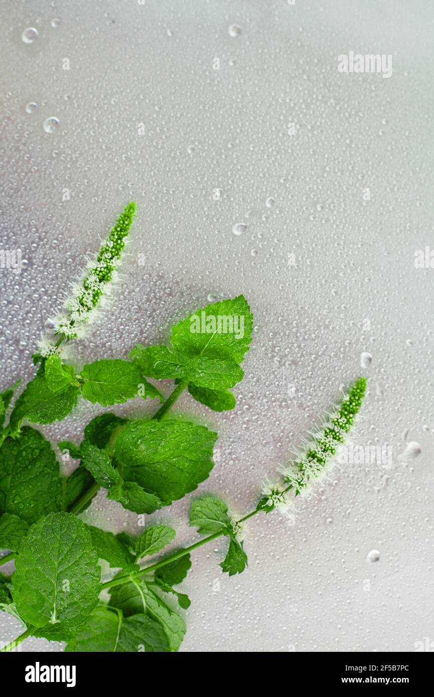 Blühende Minze Zweige in Tropfen auf einem grauen Metall-Hintergrund, Draufsicht und Copy Space. Stockfoto
